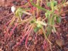 Euphorbia boophthona-4.jpg